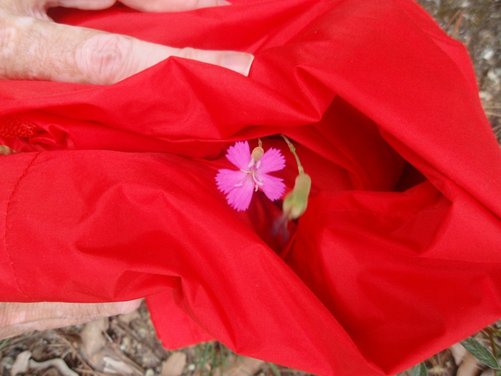 Dianthus sylvestris